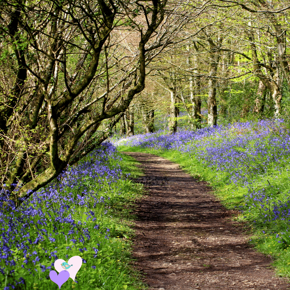 Woodland walks